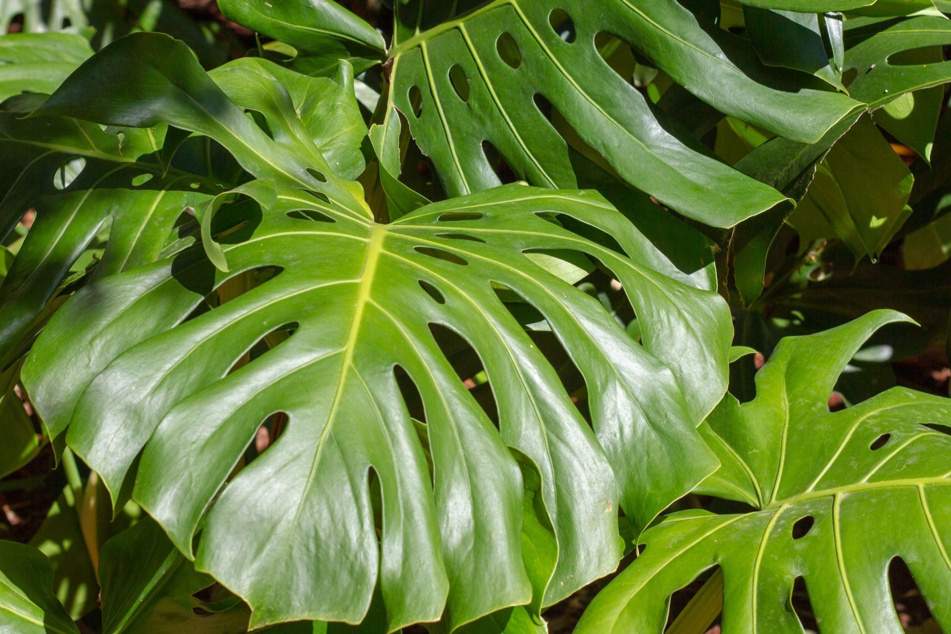 philodendron yellow leaves Philodendron Moonlight