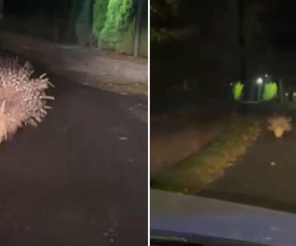 Wracali nocą do domu. Nagle na drodze zobaczyli to. Zwiał komuś