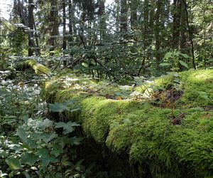 To najładniejszy las w woj. warmińsko-mazurskim. Wybrała go sztuczna inteligencja. Zachwyca naturalnością i historią