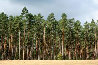   Rezerwat Sosny Taborskie. Zobacz zdjęcia