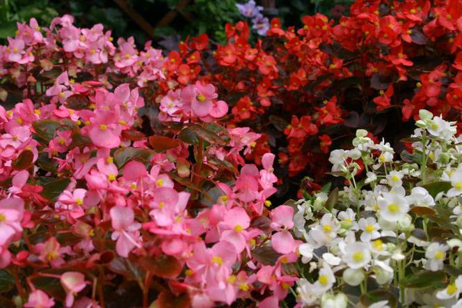 Begonia stale kwitnąca
