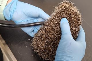 Ekostraż ratuje nie tylko psy i koty. Ile kosztuje leczenie jeża? Zobacz, jak ono wygląda