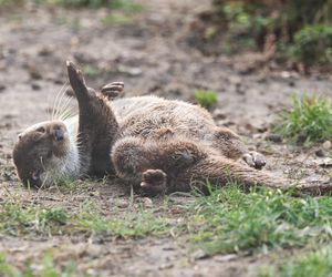 Dni Odry we wrocławskim zoo