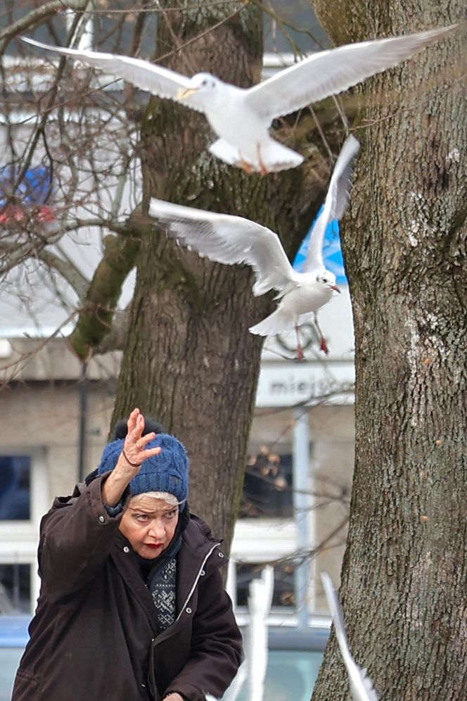 Anna Chodakowska. Gwiazda "Labiryntu" wśród ptaków