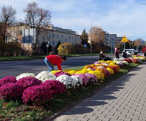 Przygotowania do Wszystkich Świętych Zamość