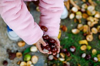 Zbieracie na spacerze kasztany? To najlepsza inwestycja w mózg i przyszłość dziecka