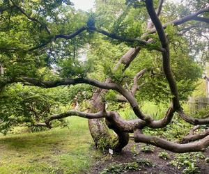 Ogród Dydaktyczny przy siedzibie Zespołu Parków Krajobrazowych w Jerzwałdzie