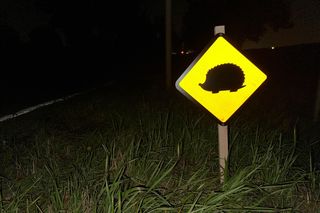 Nietypowe znaki drogowe w Piekarach Śląskich. Ostrzegają o... jeżach. Tak miasto dba o bezpieczeństwo małych ssaków