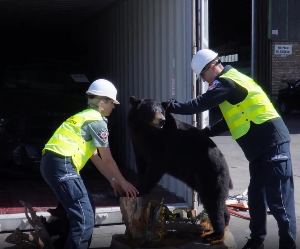 Pomorska KAS udaremnił przemyt... spreparowanych niedźwiedzi czarnych