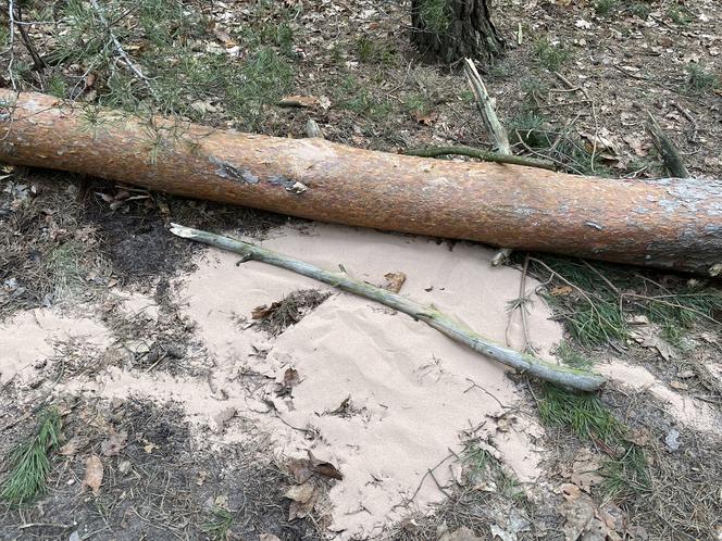 Drzewo runęło na mężczyznę w Emowie. Zginął na miejscu