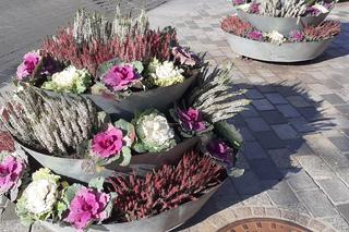 W mieście będzie jeszcze bardziej jesiennie. Ruszyła wymiana kwiatów