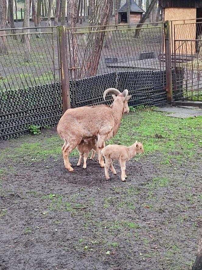 W sosnowieckim minizoo urodziły się małe kózki