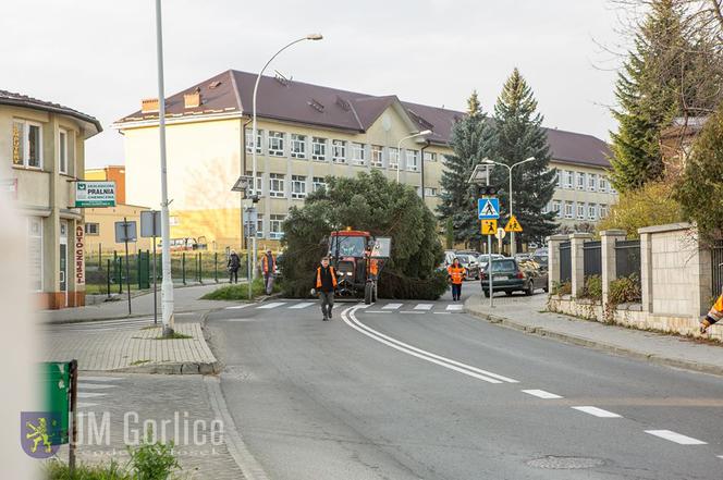 Gorlice: Na rynku już stoi choinka. Jest piękna. MUSISZ ją zobaczyć