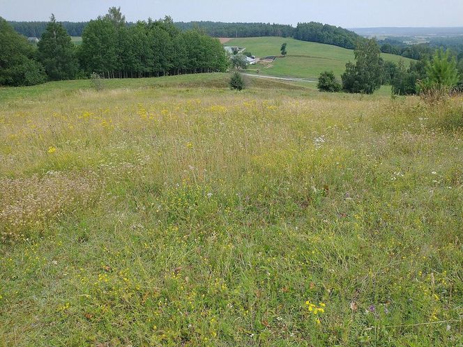 Rowelska Góra na Podlasiu