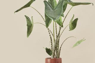 Alokazja zebrina (Alocasia zebrina)