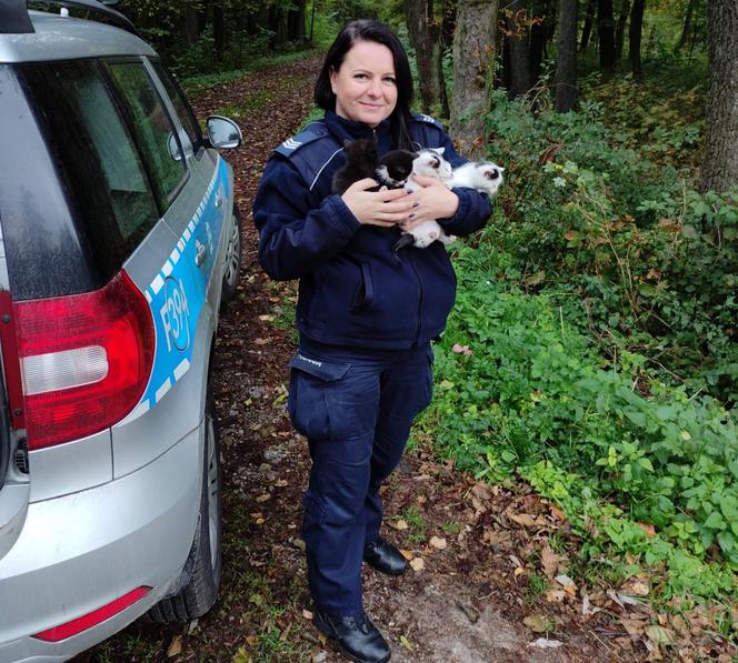 Policjanci uratowali małe kotki! Ktoś porzucił je w rowie