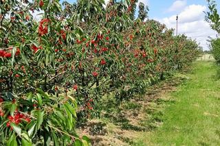 W sadzie pana Marka pod Bydgoszczą dzieje się magia. Najpierw rodzinne zrywanie czereśni, a potem wspólne ognisko 