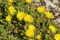 Słonecznica - Delosperma - doskonała roślina na słoneczne rabaty i skalniaki