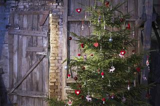 Choinka świąteczna: skąd się wzięła tradycja choinki?
