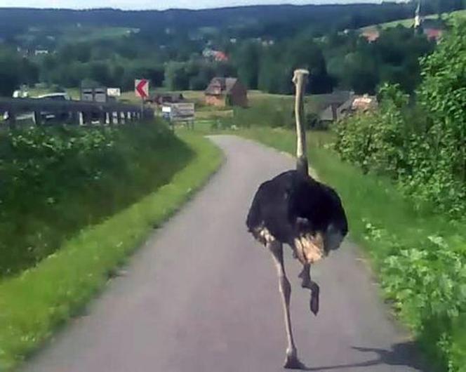 Policyjny pościg za strusiem 