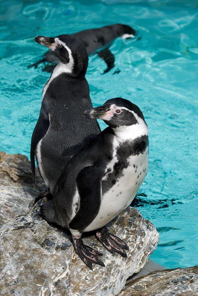 Pingwiny Humboldta