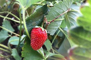 11. Zbieracz owoców 