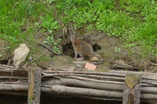 Szczury opanowały Gocław