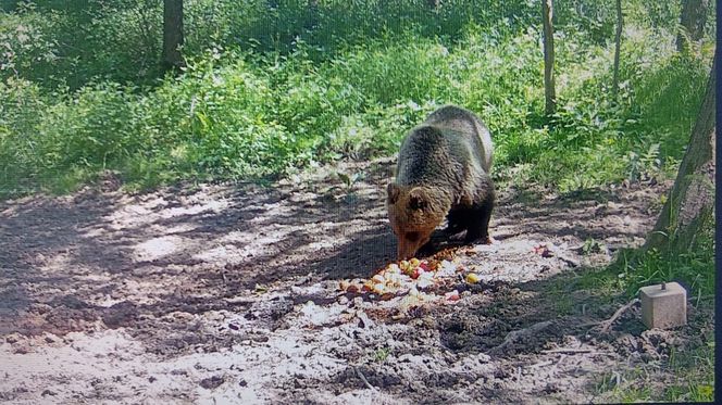 Niedźwiedź brunatny grasuje pod Tarnowem. Fotopułapka zrobiła mu zdjęcia