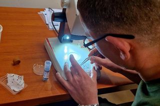 Leśnicy wyłapują groźne owady