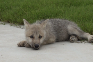 Pierwszy na świecie sklonowany wilk rozwija się świetnie. Ma już ponad 100 dni!