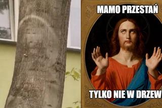 Buzię widzę w tym drzewiu i wiele innych. Tak śmieją się z woj. lubelskiego! Zobacz MEMY