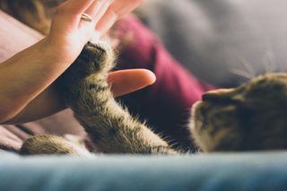 Twój kot jest szczęśliwy? 9 na 10 opiekunów kotów w Polsce uważa, że ich kot ma unikalną osobowość