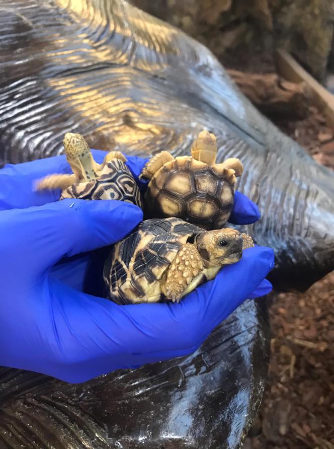 Żółwie jaja we Wrocławskim ZOO