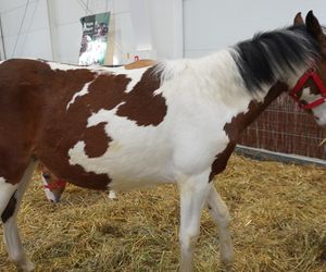 ZOOPARK w Lublinie. „Postawiliśmy na polski las. Chcemy promować nasze zwierzątka”