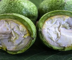 Ratują wątrobę, wzmacniają odporność. Te orzechy to prawdziwe źródło zdrowia