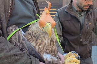  Ptak miał uszkodzony mięsień udowy. Dziś cieszy się wolnością