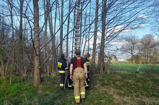 Strażacy uratowali kota, który utknął na drzewie 