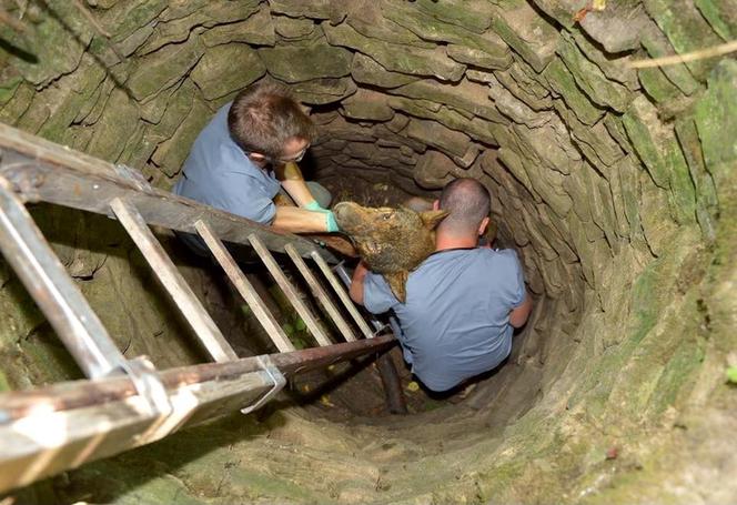 Pieścił wilka na pożegnanie