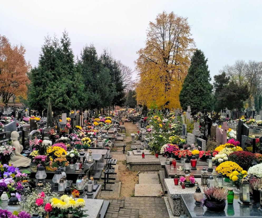 Cmentarz podczas Wszystkich Świętych. Nagrobki ozdobione zniczami i kolorowymi chryzantemami. Ścieżka pośrodku cmentarza, w tle jesienne drzewa. Więcej o dniach wolnych w artykule na Super Biznes.