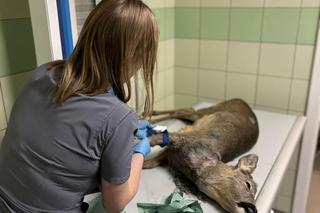 Sarenka Gabrysia pogryziona przez inne zwierzęta