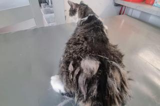 Mieszkał w styropianowym domku na działkach we Wrocławiu. Ekostraż walczy o życie cierpiącego kota