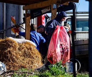 Potworny los zwierząt w Idzbarku. To była umieralnia. Gospodarz usłyszał zarzuty!