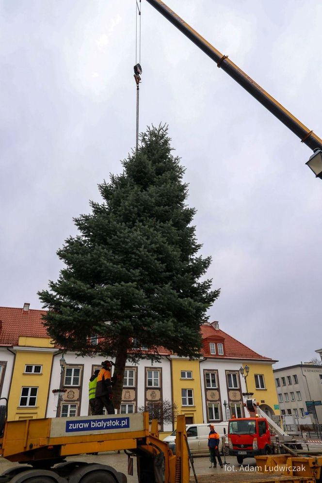 12-metrowa choinka przyjechała na Rynek Kościuszki w Białymstoku