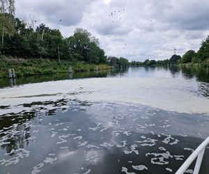 Złota alga zaatakowała Kanał Gliwicki we wrześniu 2025 roku