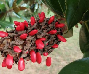 Czy magnolie można rozmnażać przez nasiona?