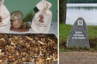 W Kujawsko-Pomorskiem jest Wioska grzybowa. Krzywogoniec w Borach Tucholskich to raj dla grzybiarzy: Podgrzybek dopiero się rzuca