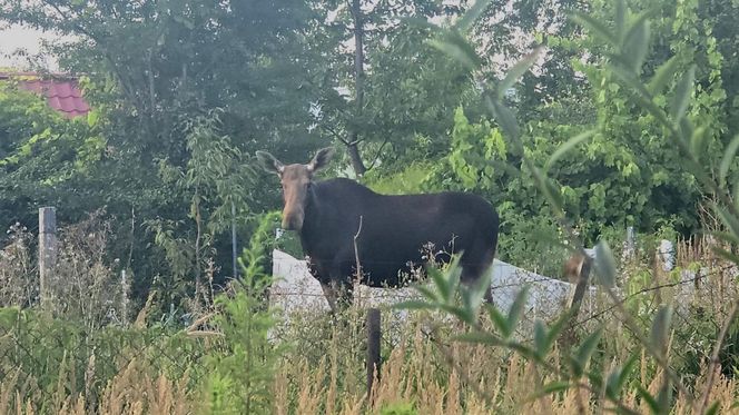 Nietypowy gość wystraszył działkowiczów! Musiała przyjechać policja