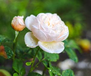 Róża wielkokwiatowa 'Alexandrine'