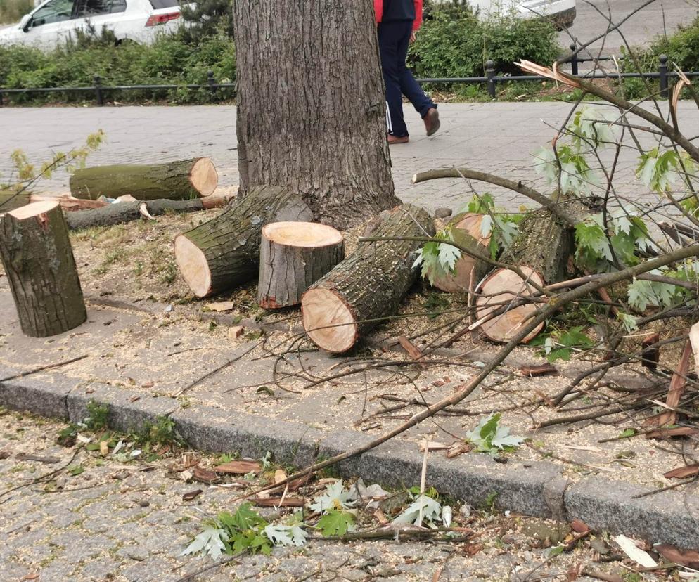 Drzewa pozbawiono liści i gałęzi! Jakie kroki podejmie Zarząd Zieleni Miejskiej?