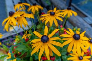 Rudbekia błyskotliwa